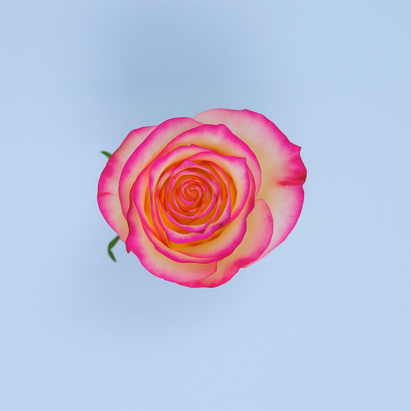 PALOMA