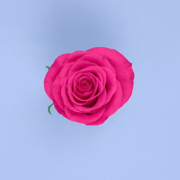 V.I PINK