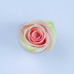 ABSOLUT IN PINK