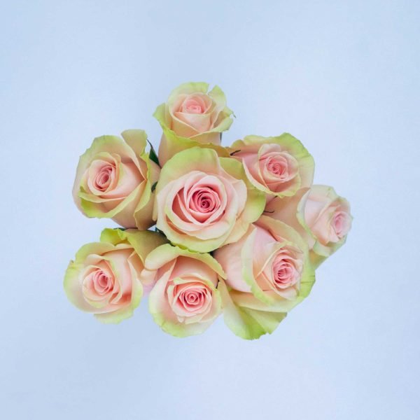 ABSOLUT IN PINK - Image 2