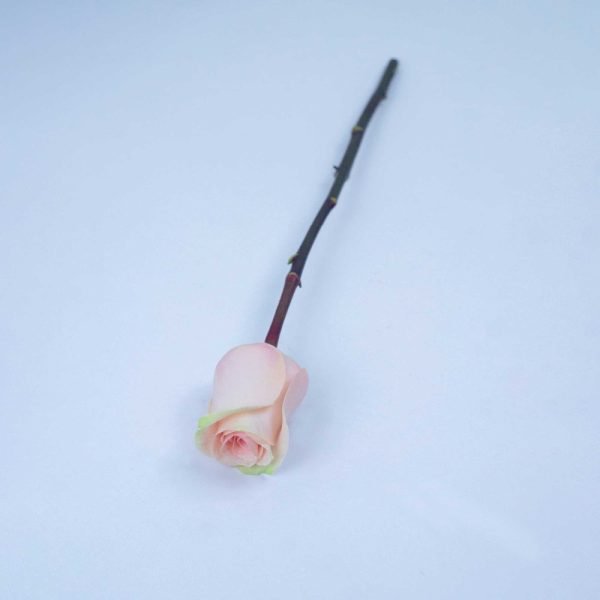 ABSOLUT IN PINK - Image 3