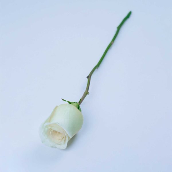 CANDLELIGHT - Image 3