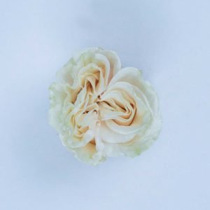 COTTON X-PRESSION