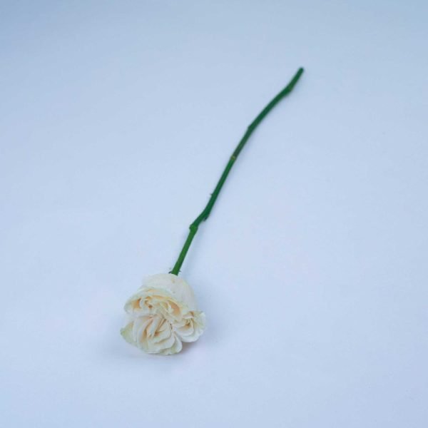 COTTON X-PRESSION - Image 2