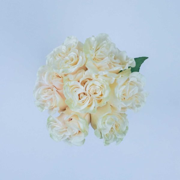 COTTON X-PRESSION - Image 3