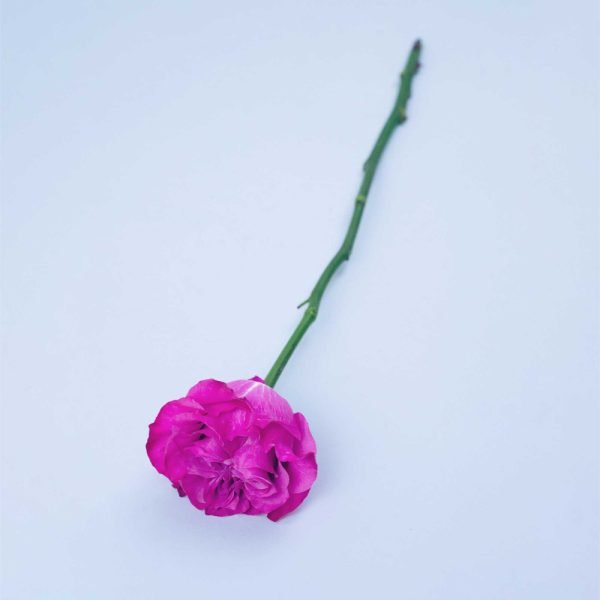 COUNTRY BLUES - Image 3