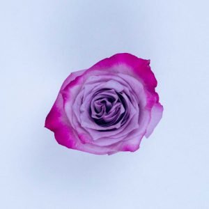 DEEP PURPLE