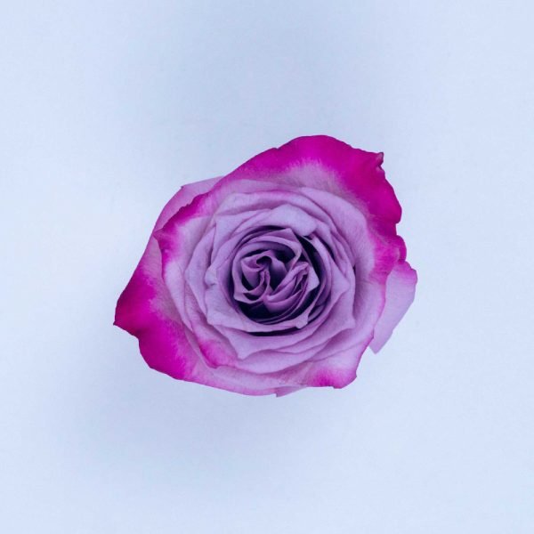 DEEP PURPLE