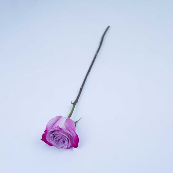 DEEP PURPLE - Image 2
