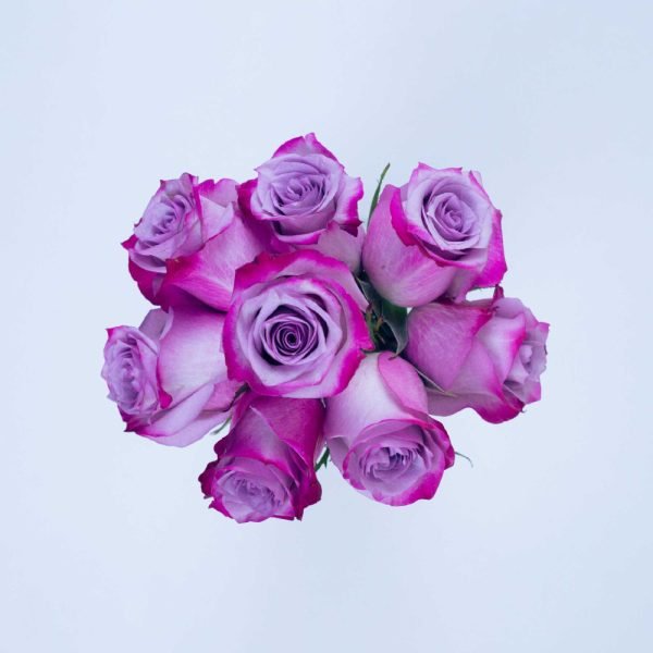 DEEP PURPLE - Image 3