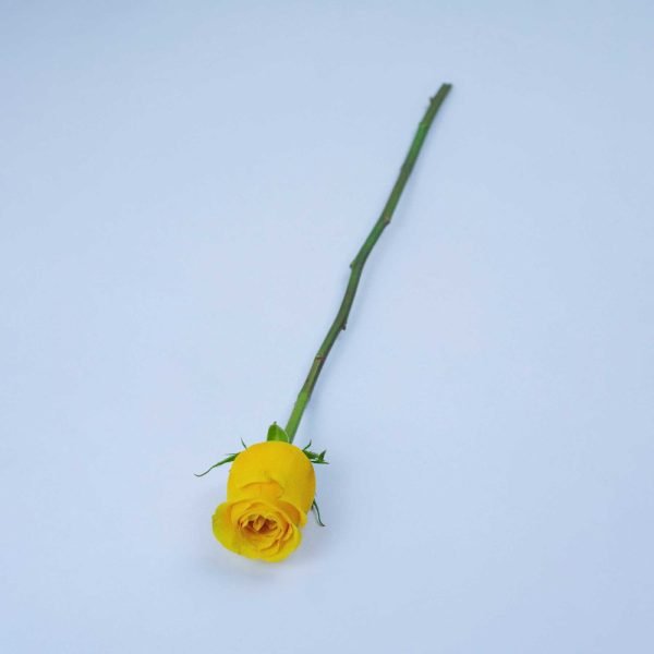 MOMENTUM - Image 2