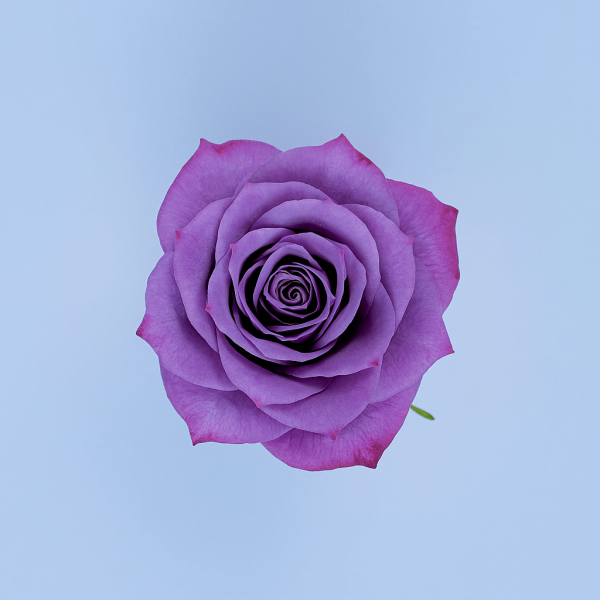MOODY BLUES
