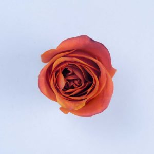 ORANGE CRUSH