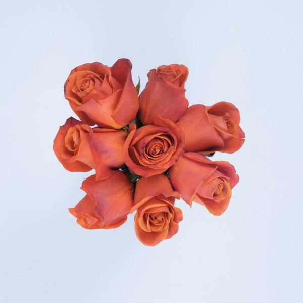 ORANGE CRUSH - Image 2