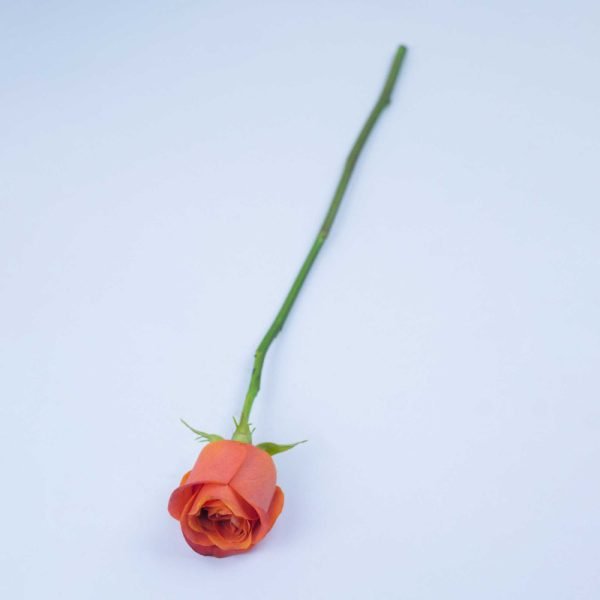 ORANGE CRUSH - Image 3