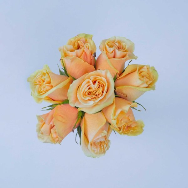 PHOENIX - Image 3