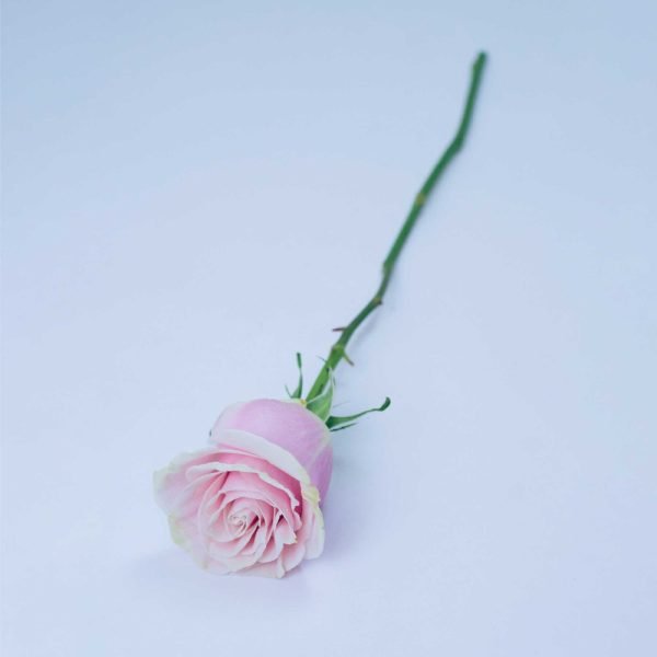 PINK MONDIAL - Image 3