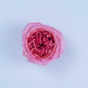 PINK X-PRESSION