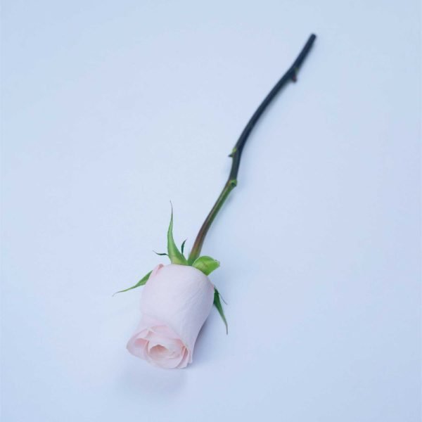 POMARROSA - Image 3
