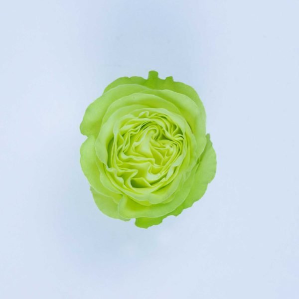 WASABI