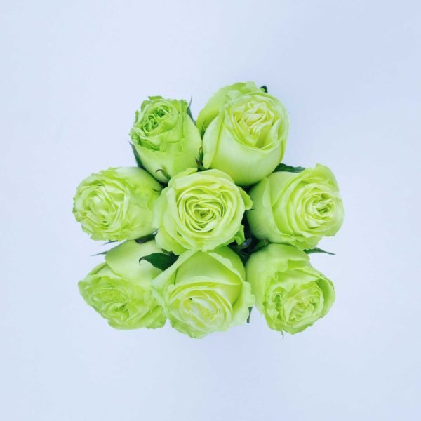 WASABI - Image 3
