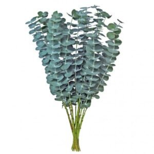 Eucalyptus baby blue